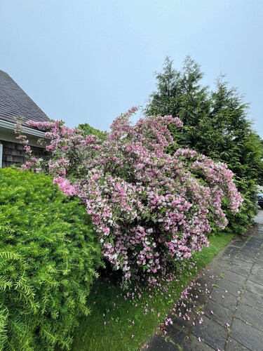 13 Quiet duplex by the beach, short walk to Falmouth Village, high-speed WiFi.