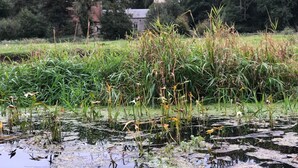 Un paysage naturel comprenant des étendues d’eau, une végétation luxuriante et un bâtiment situé au loin.