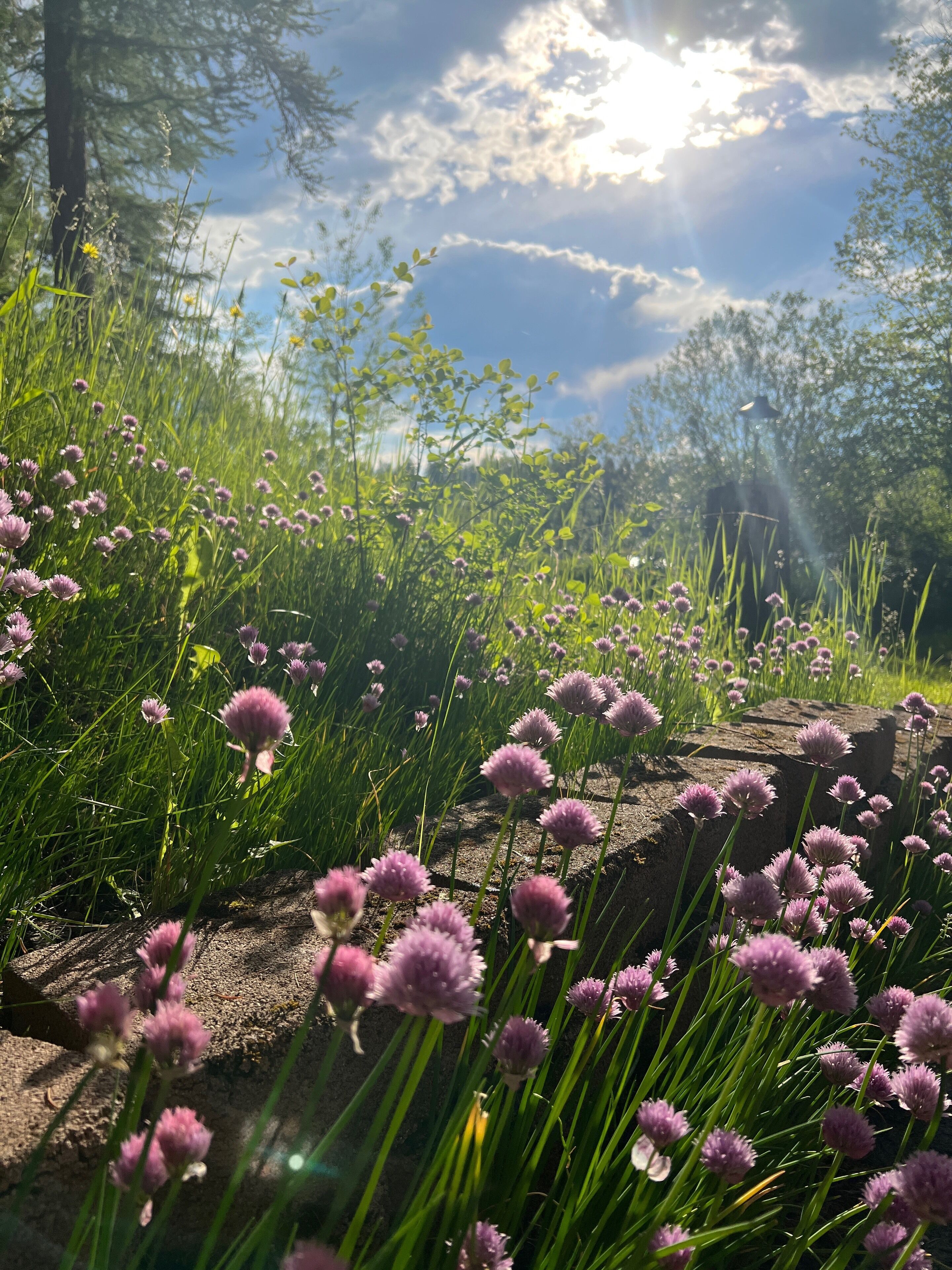 Un paysage naturel avec des fleurs violettes, de l’herbe verte et une structure en pierre.