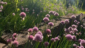 A natural landscape with purple flowers, green grass, and a stone structure. - Papa's Place - A secluded lake front property on the edge of Whitefish (Whitefish)
