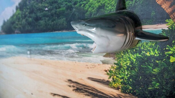 A shark swimming near a beach with a forested hill in the background.