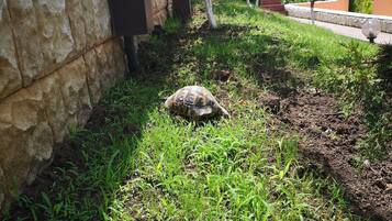 Área da propriedade