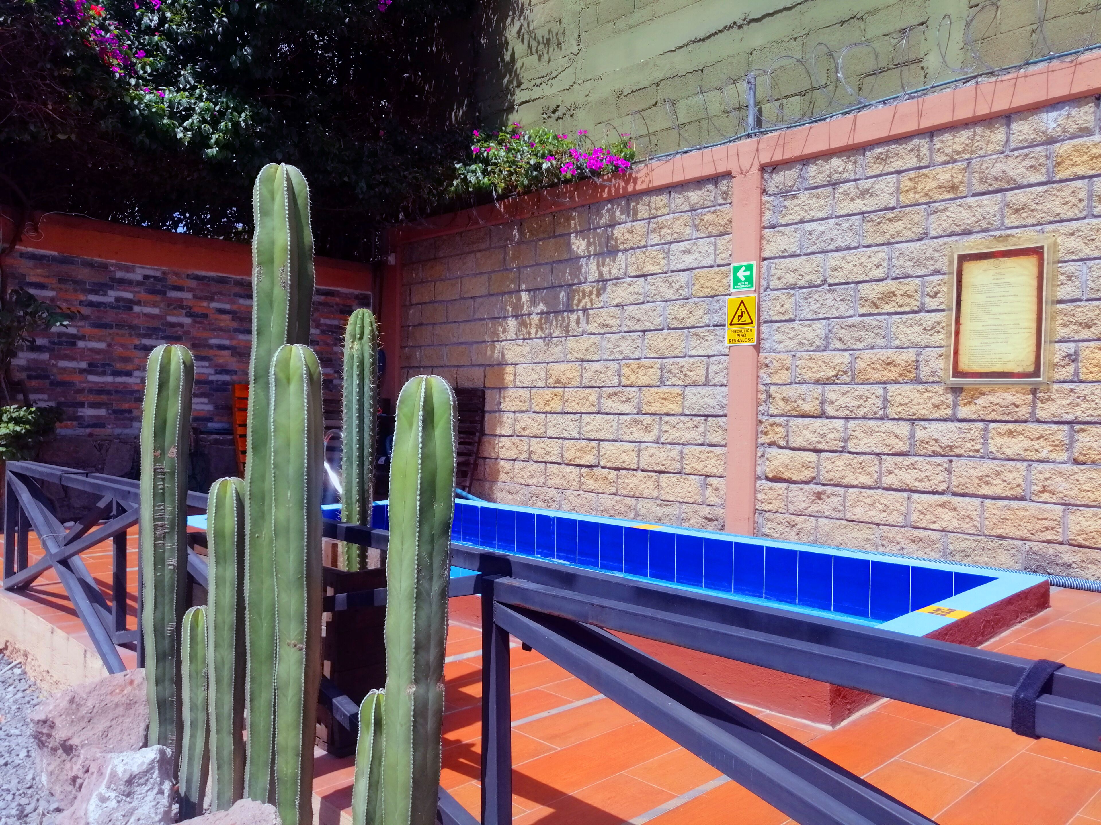 A brick wall with a blue tiled pool area, a cactus, and a warning sign.