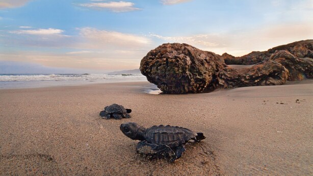 A beach with two turtles on the sand and large rocks in the background. - 2BDR 2.5Bath Vacation House w/Private Pool Steps from the Beach (San Francisco)
