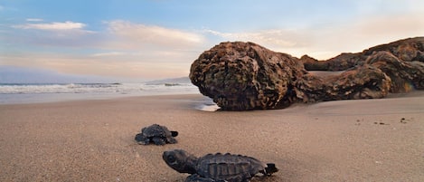 Plage à proximité, chaise longue, serviettes de plage