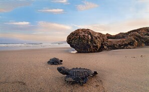 Een strand met twee schildpadden in het zand en grote rotsen op de achtergrond.
