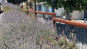 A garden with lavender plants, a wooden fence, and a house with blue shutters in the background. - Magnificent Canyon View, Huge Deck, Outdoor Dining (San Rafael)
