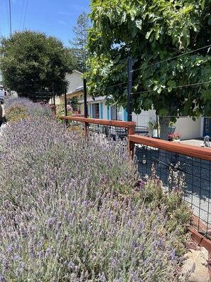 Property grounds - Magnificent Canyon View, Huge Deck, Outdoor Dining (San Rafael)