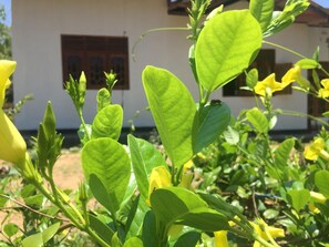 Property grounds - Kalindu Residence (Tangalle)
