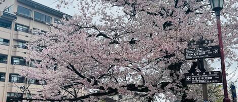 A cherry blossom tree with a red fence in the foreground.