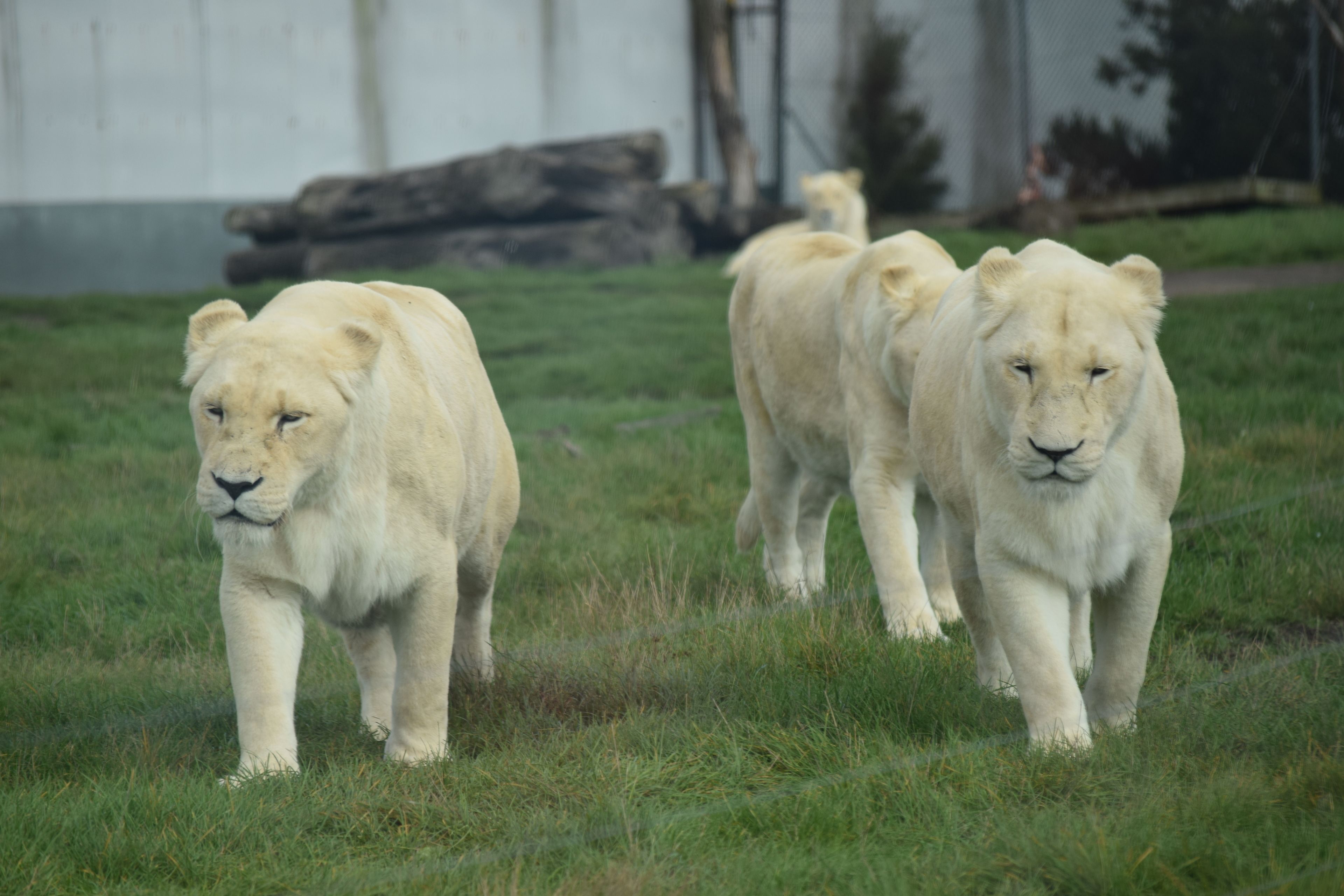 Tres leones blancos caminando en un recinto cubierto de hierba.