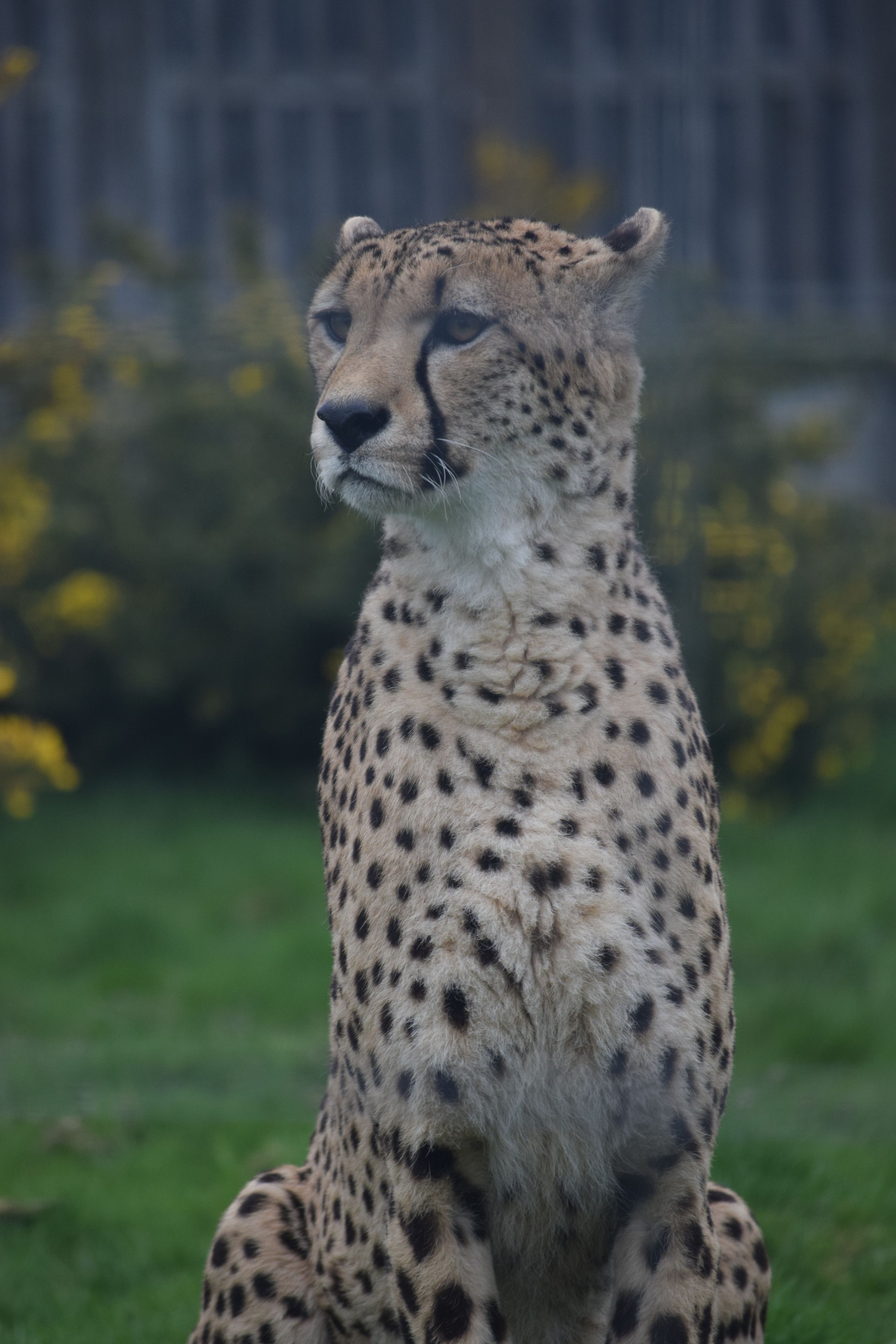 Severdighet