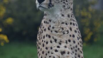 Severdighet