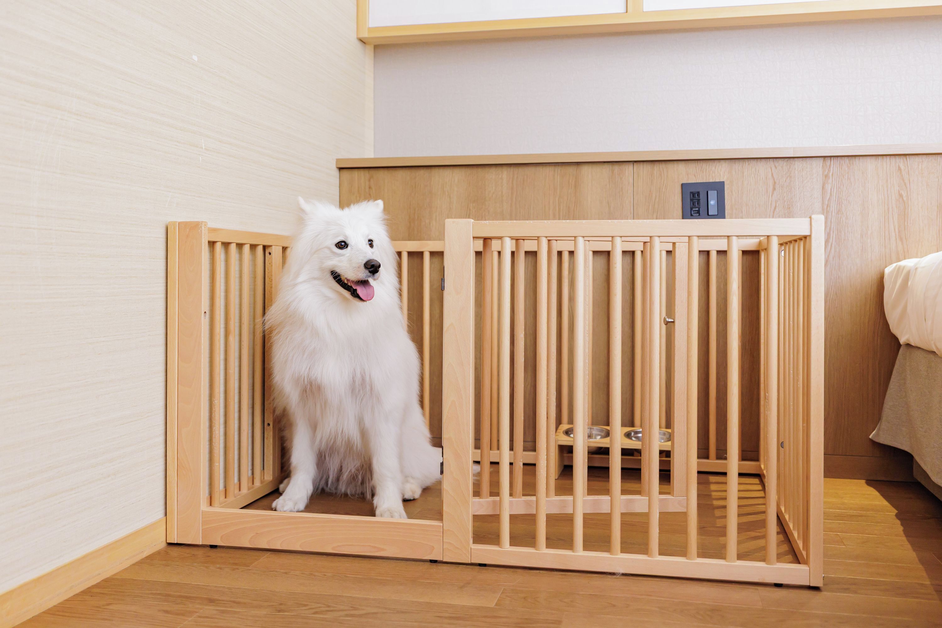 A white dog sitting inside a wooden pet crate in a room with wooden flooring and a wooden wall.