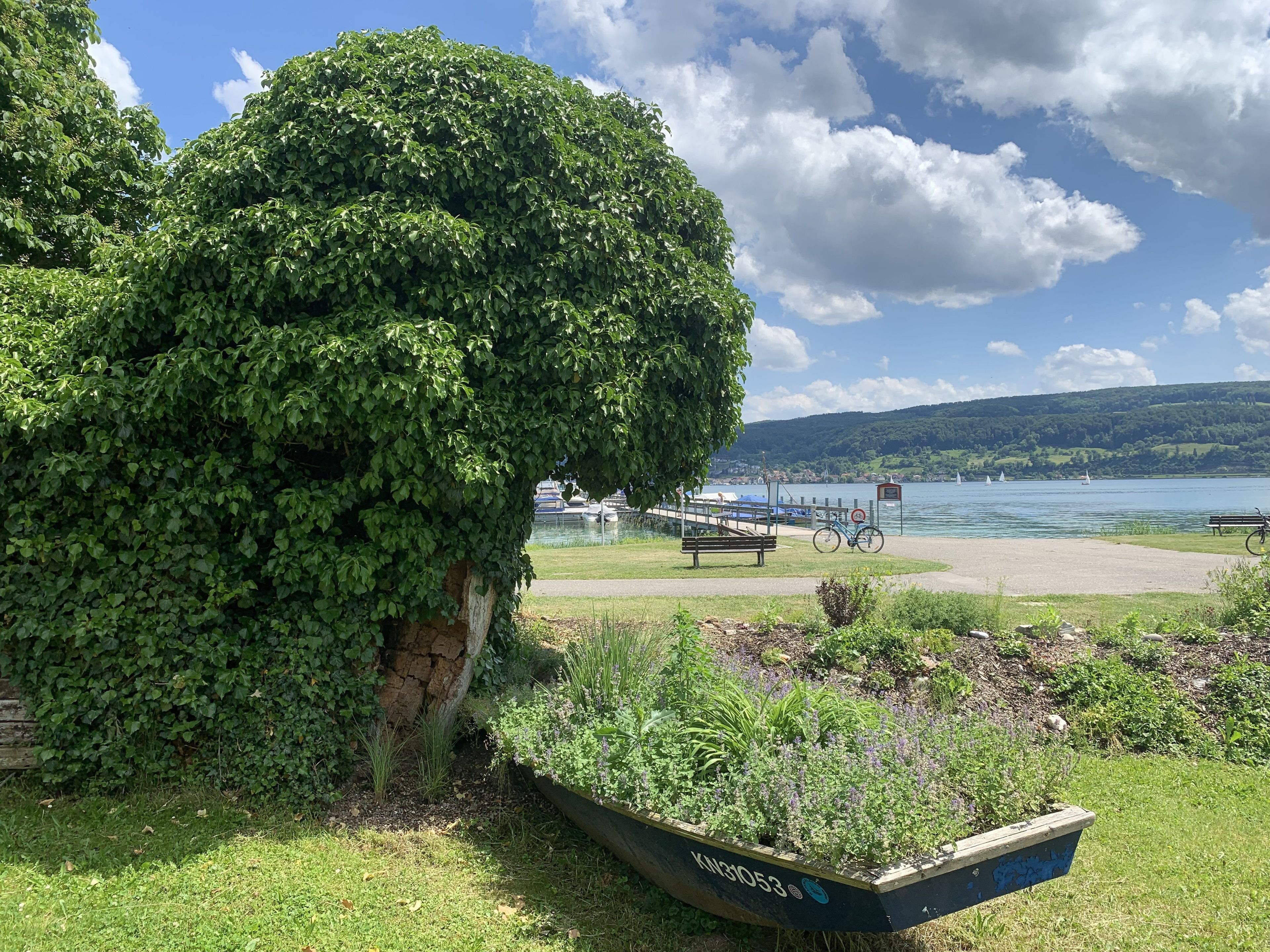 A garden with a large tree, a boat, and a lake with boats in the background.