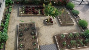 Un jardín en la azotea con camas elevadas, un pequeño árbol y diversas plantas.