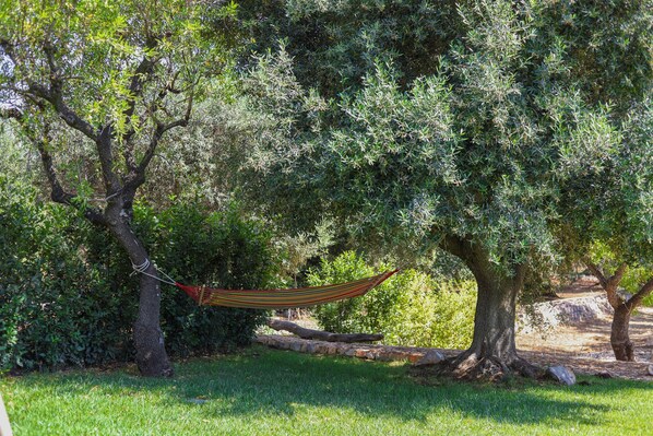 A hammock tied between two trees in a grassy area with dense foliage in the background.