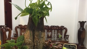未分類圖片，第 2 張 (共 50 張)，按鈕