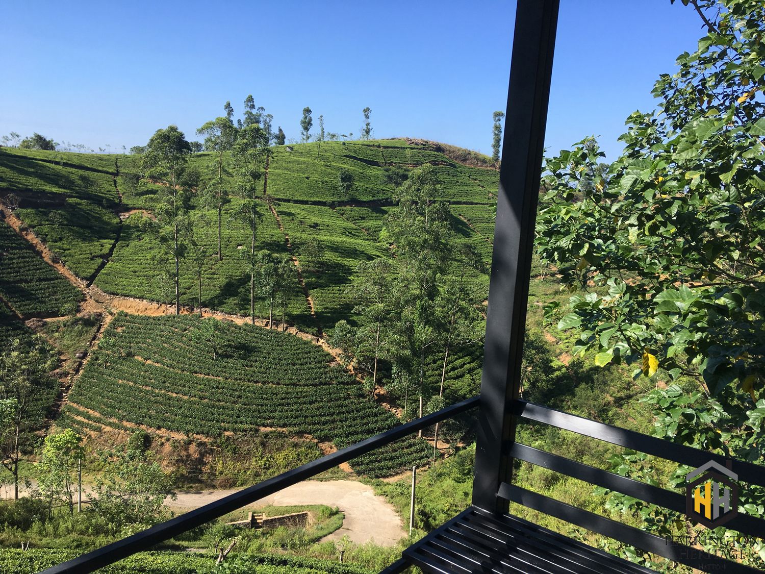 A view of a lush tea plantation with terraced fields and a clear sky.