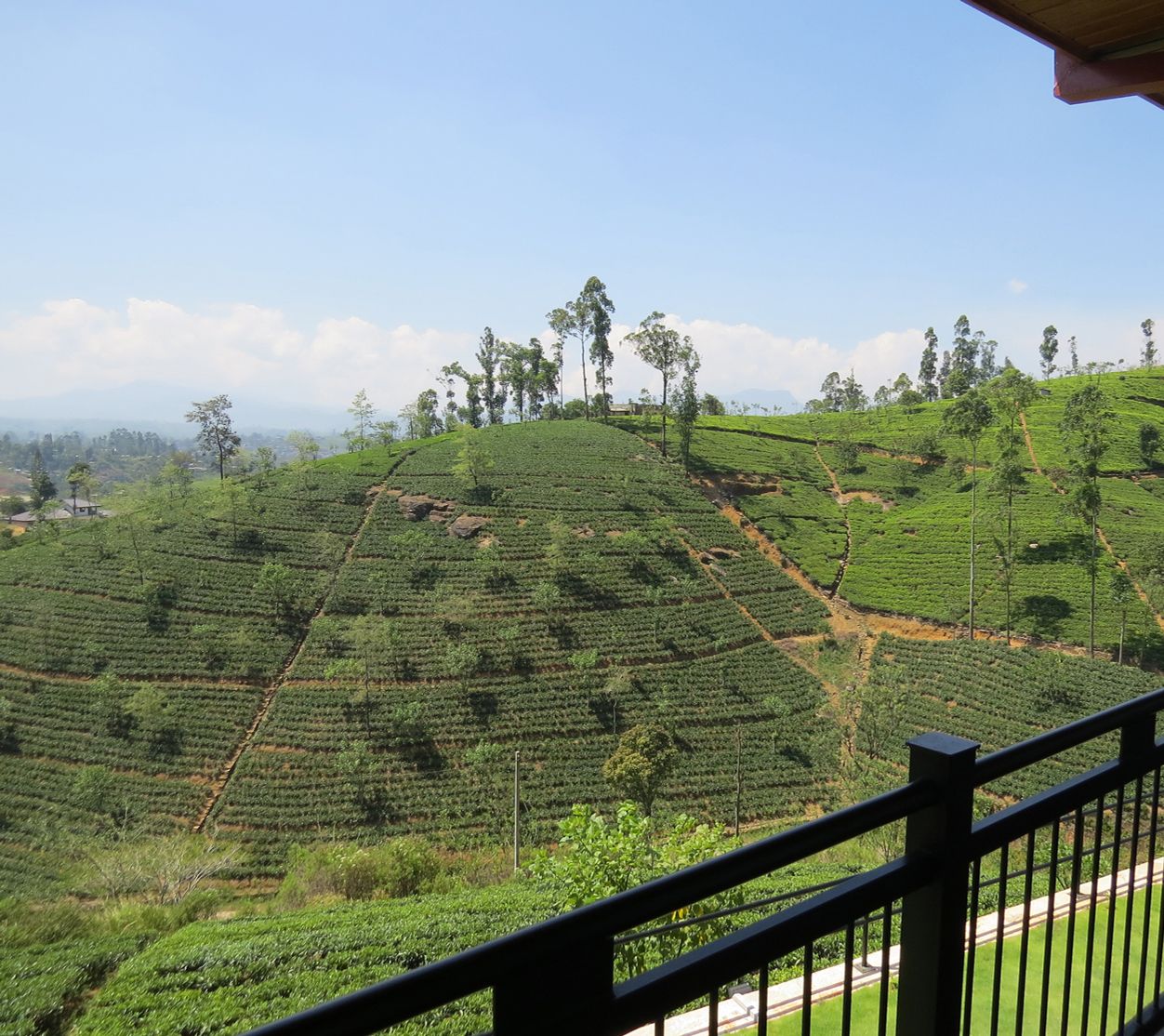 A view of a tea plantation with terraced fields and a clear sky.