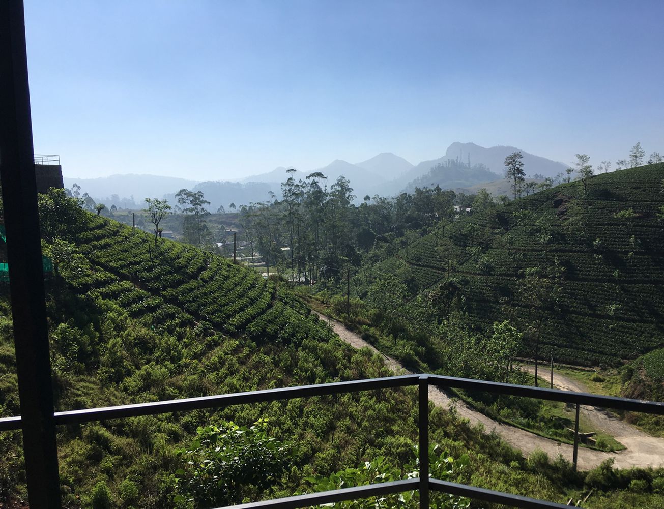 Vista de una plantación de té con campos en terrazas y cielo despejado.