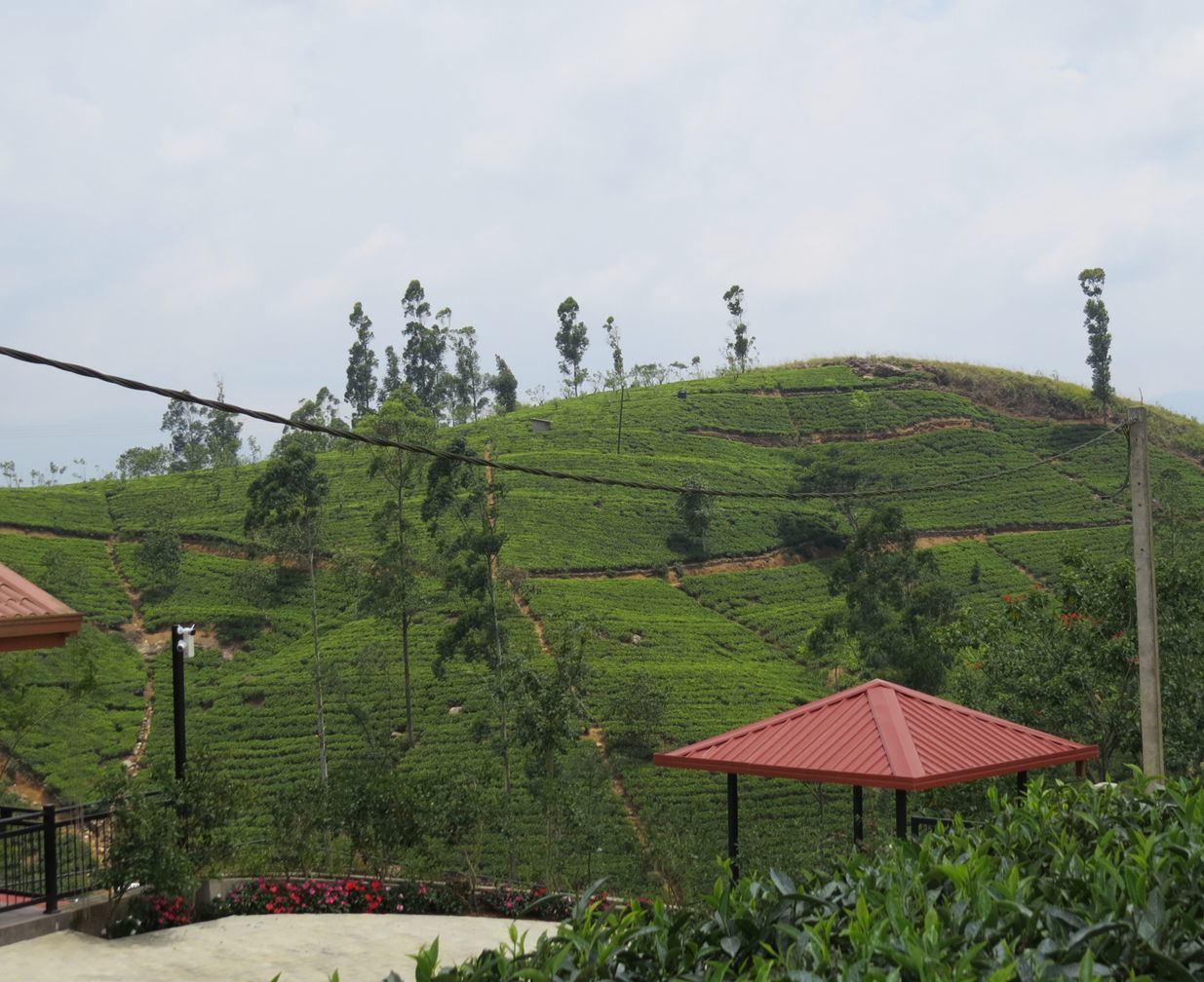 A view of a tea plantation with terraced fields and a few buildings with red roofs.