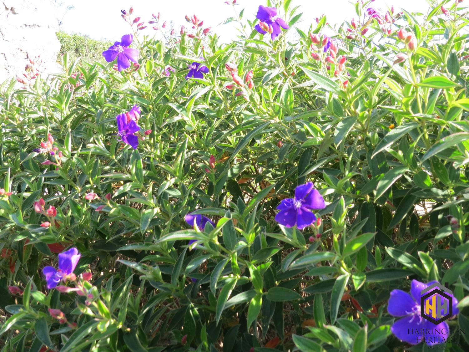 A garden with purple flowers and green foliage.