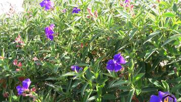 A garden with purple flowers and green foliage.