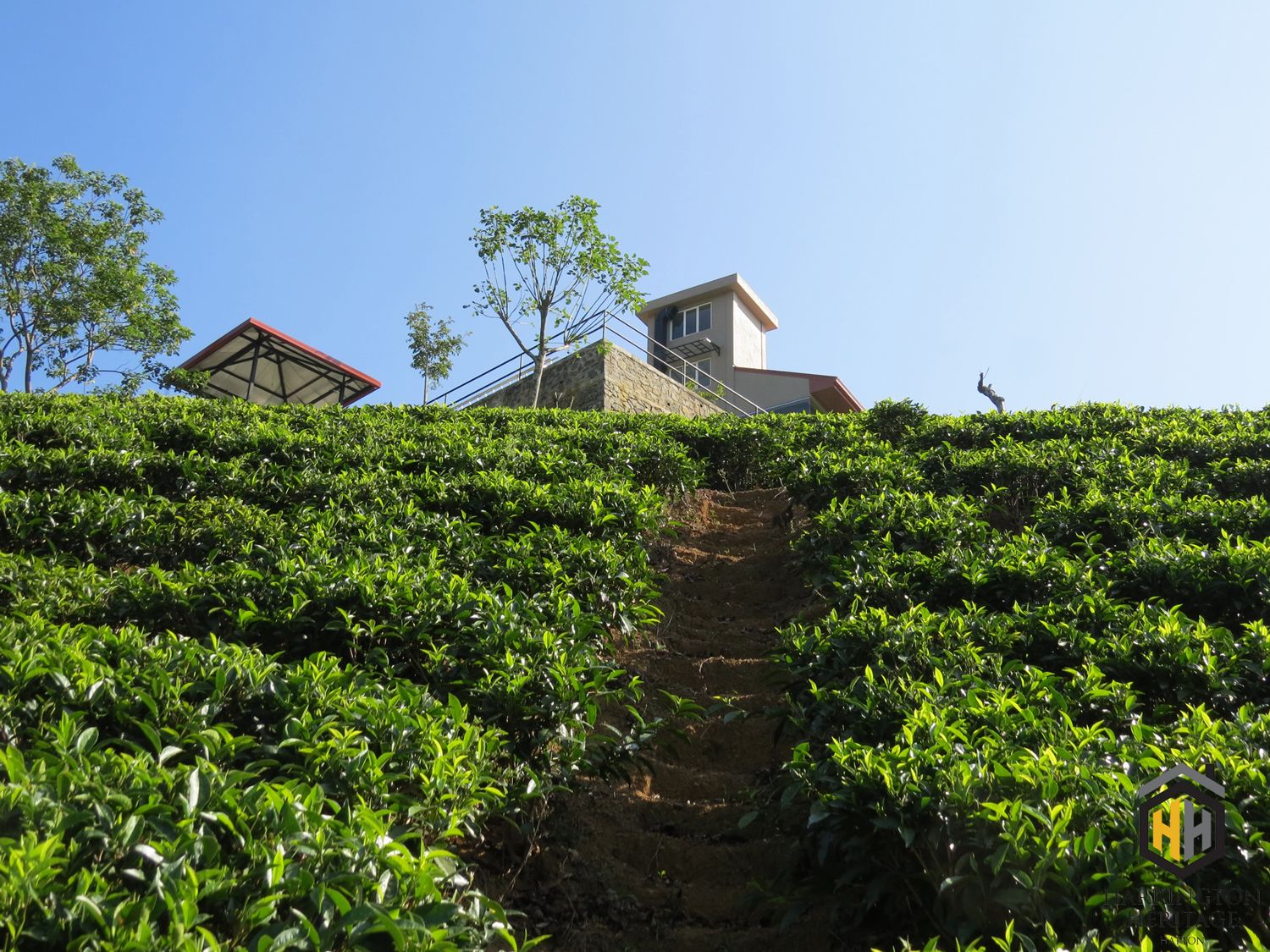 A building with a staircase leading up to a terrace, surrounded by lush green tea plantations.
