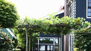 Garden - B&B Boterton (Koog aan de Zaan)