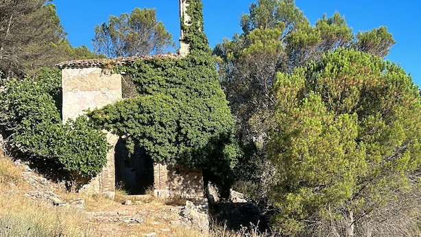 An ancient stone structure partially covered with green vines, surrounded by dry grass and pine trees. - Grazalema - La Tassone: Charming house, fireplace and terrace (Grazalema)