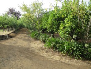 A dirt path flanked by various green plants and trees, leading into a shaded area. - Vivelorural casa El Balcón, Santa Brígida (Santa Brígida)