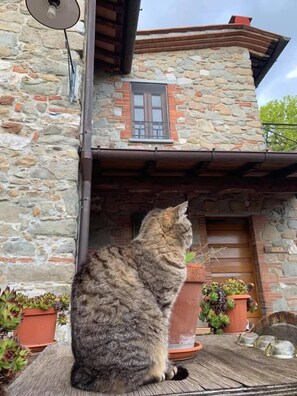 Animaux de compagnie acceptés
