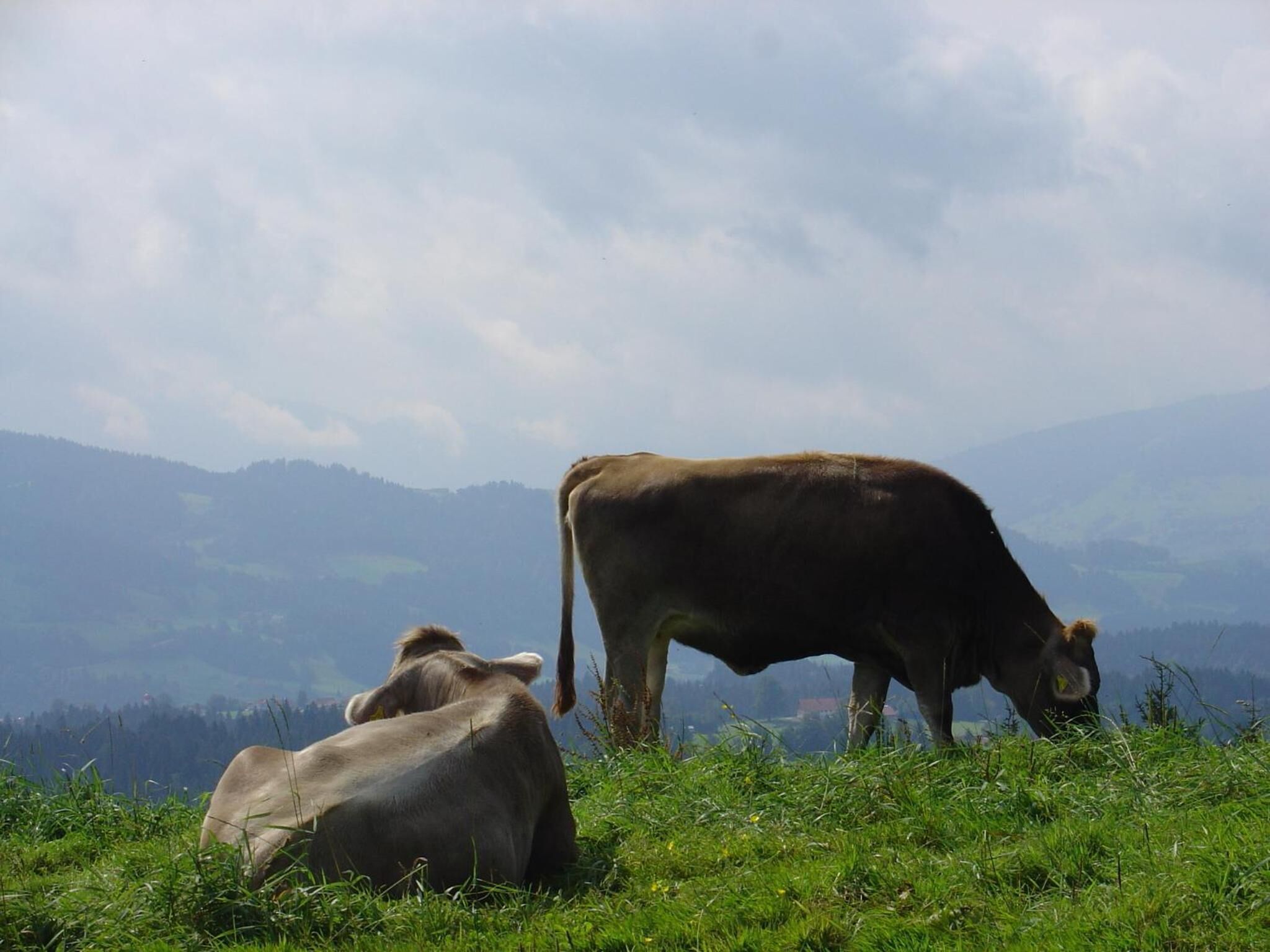 Two cows grazing on a grassy hillside with a mountainous backdrop.