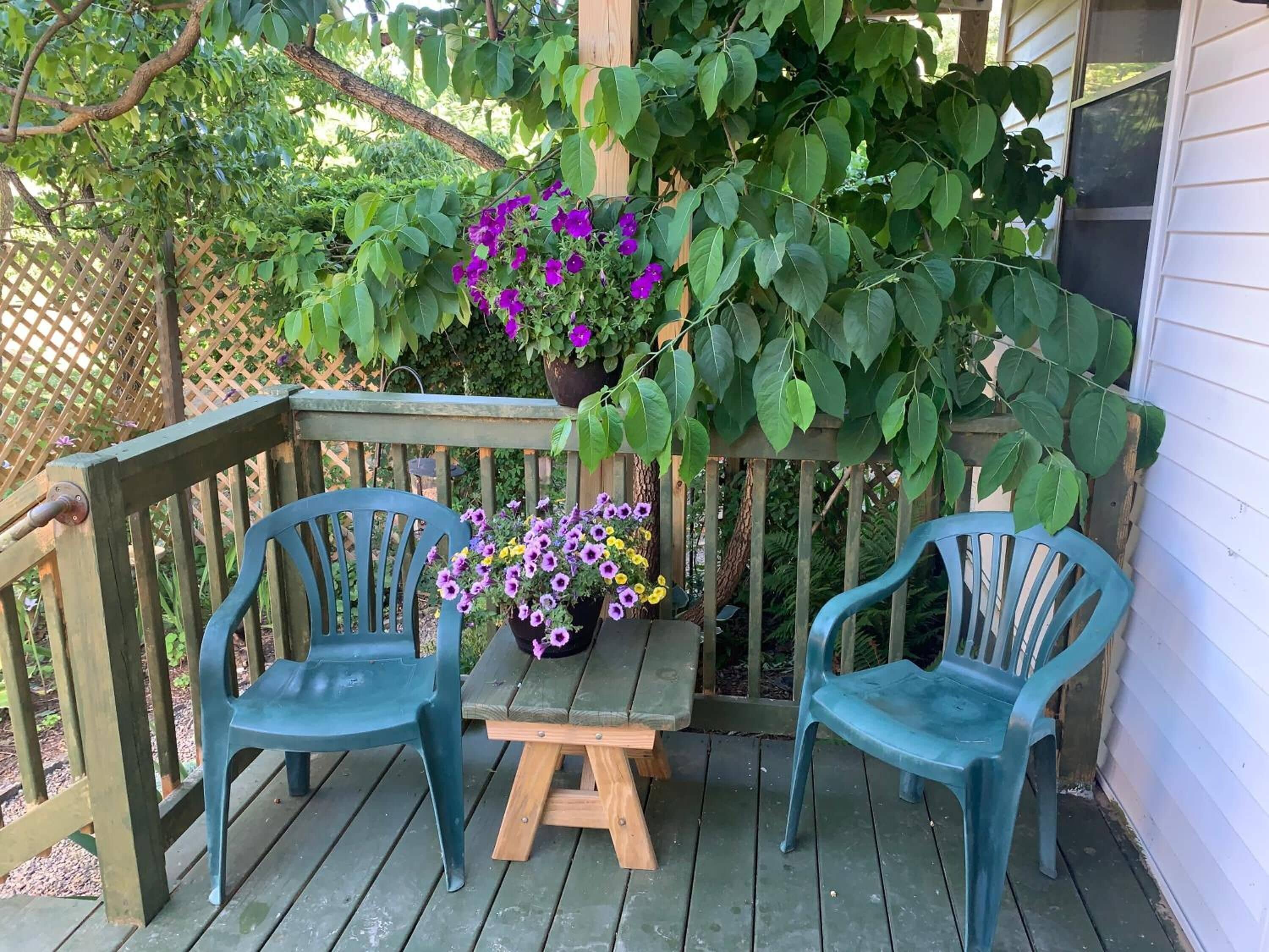 Una terraza de madera con dos sillas de plástico azul y una mesita de madera, rodeada de abundante follaje y plantas en flor.