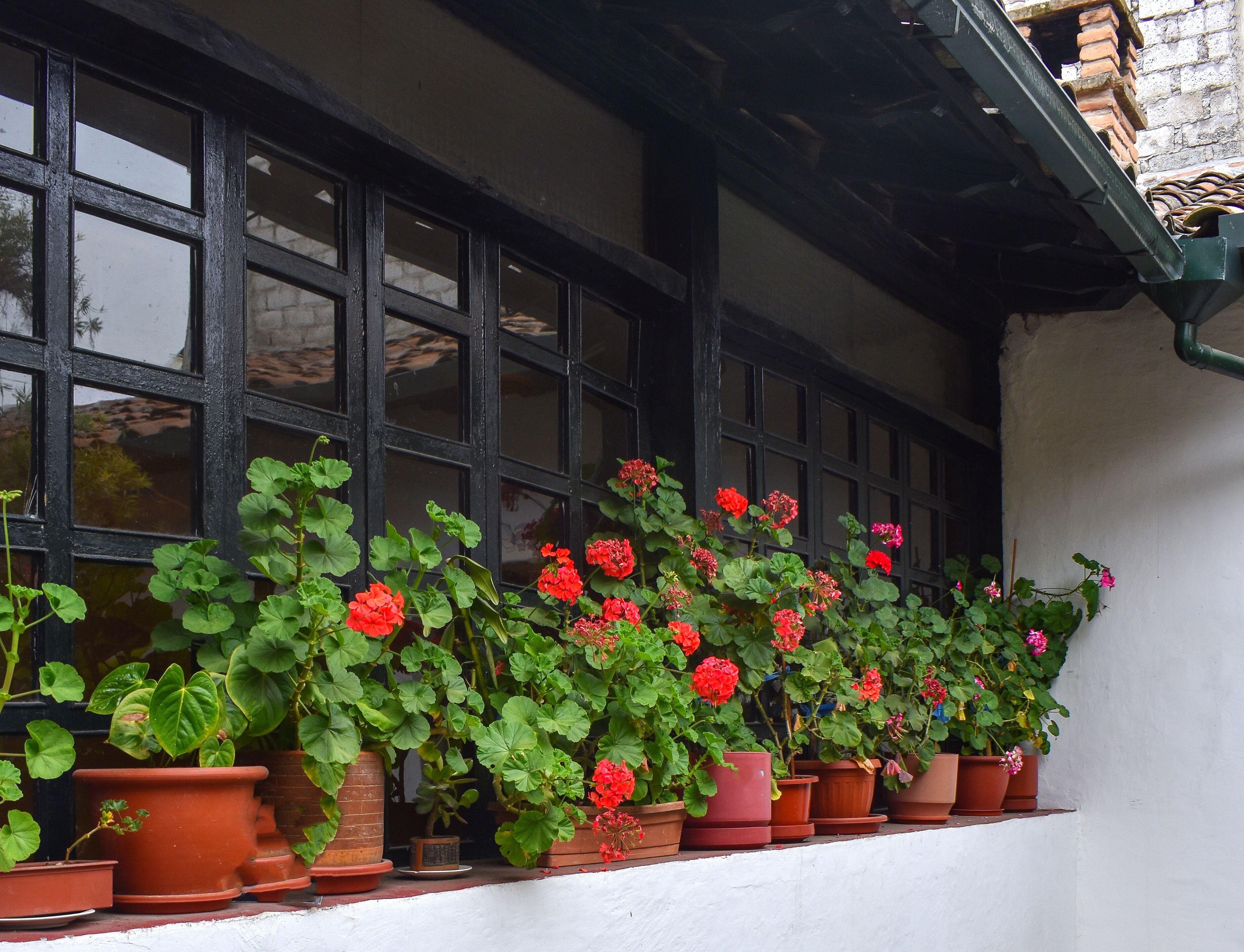 Una hilera de macetas de terracota con geranios rojos y follaje verde frente a una pared blanca con ventanas de marcos negros.