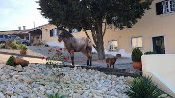 Jardines del alojamiento
