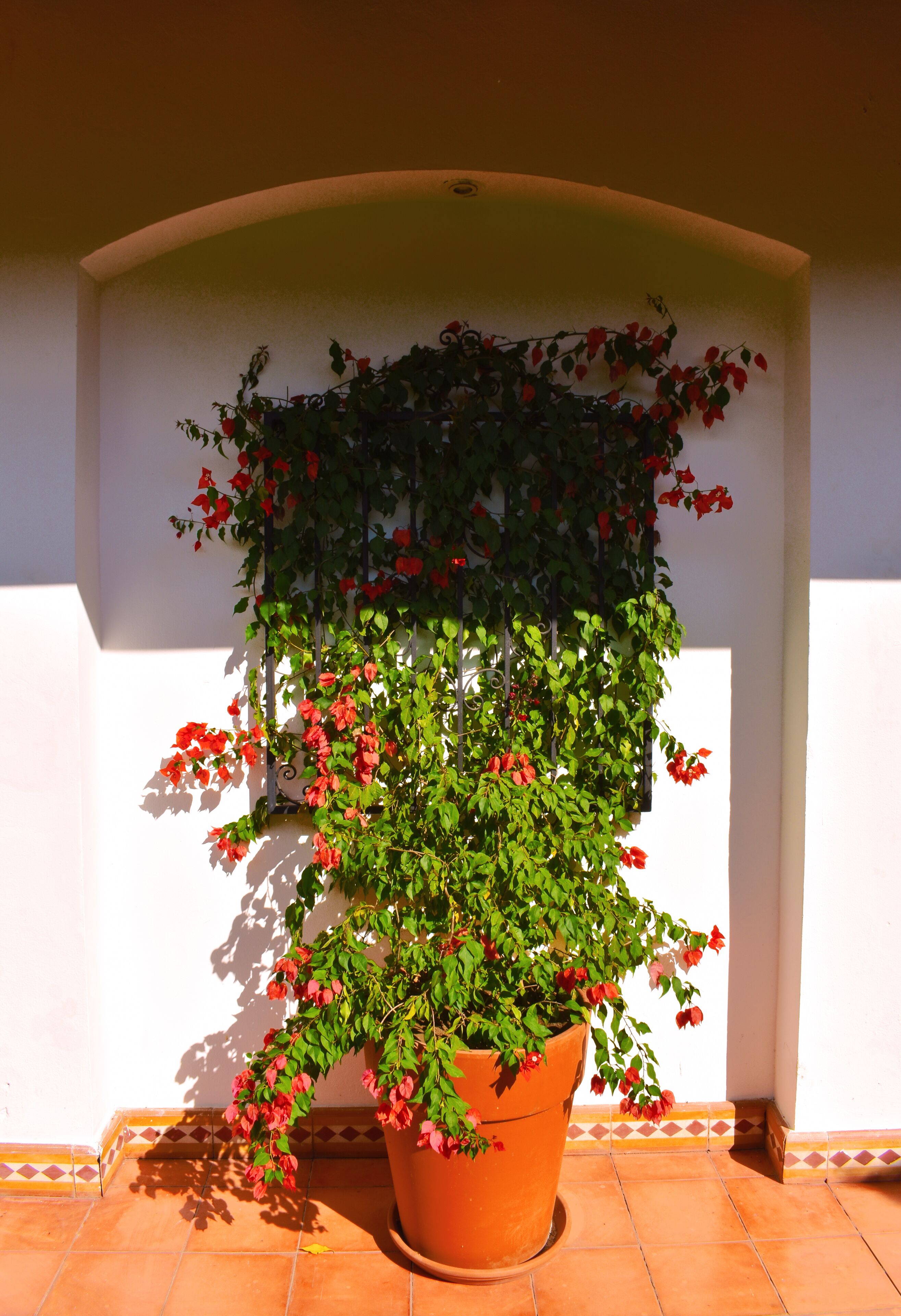 A potted plant with red flowers in a corner of a room with white walls and a tiled floor.