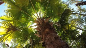Eine Palme mit einem Schild, auf dem 
