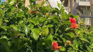 A white bird perched on green foliage with red flowers in front of a multi-story building with balconies. - Oceanfront Condo on magic Sugar Beach - Ocean View (Kihei)