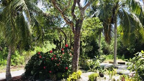 A garden with palm trees, a paved walkway, and various plants.