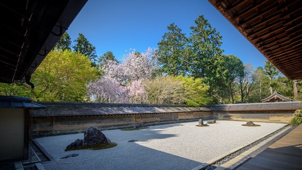 A traditional Japanese garden with a wooden deck, a koi pond, and cherry blossoms in the background. - Miyagawacho Samurai Machiya, Miyagawacho Samurai Machiya (京都市)
