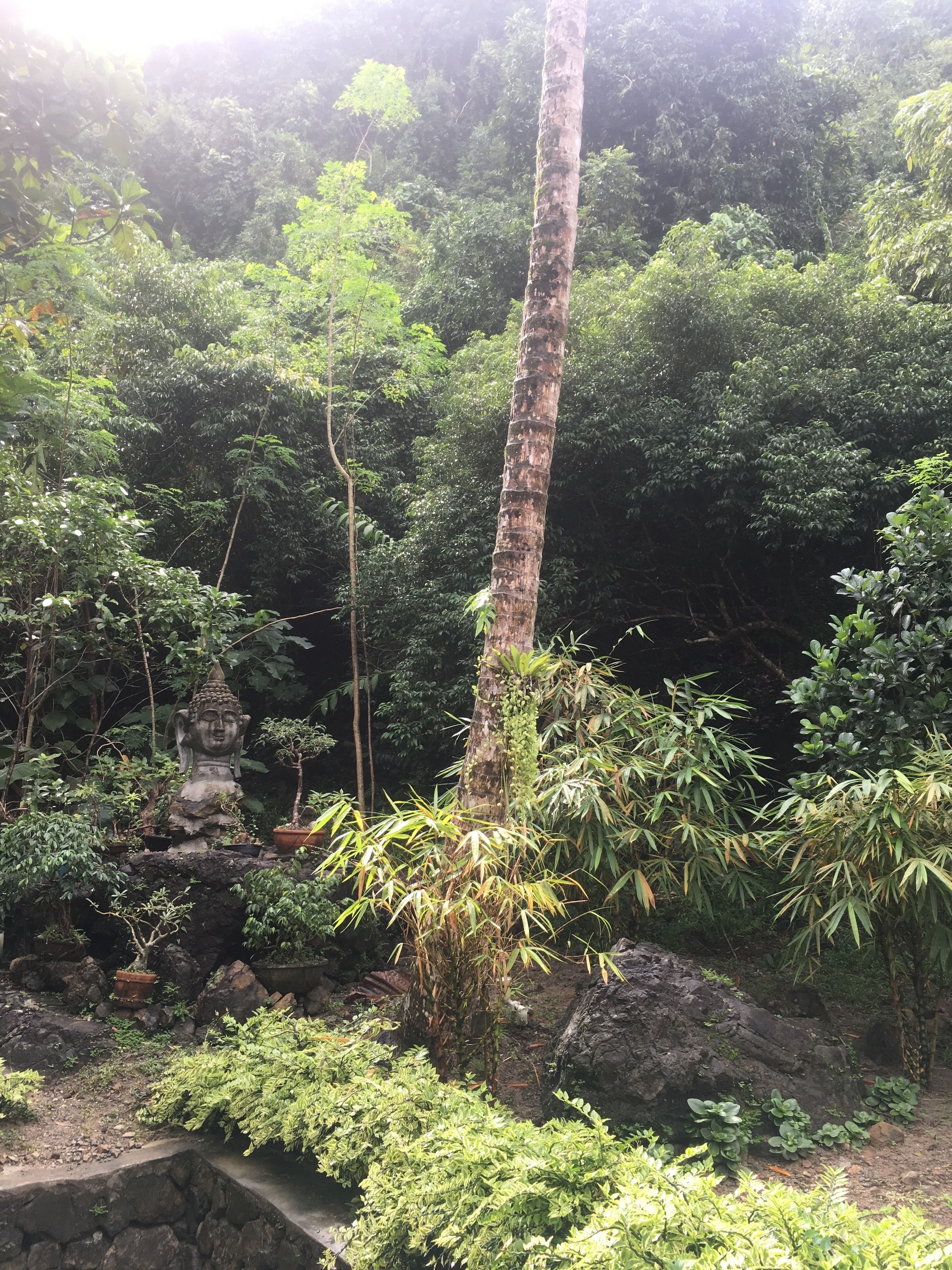 Un exuberante jardín con diversas plantas y una estatua de Buda de piedra.