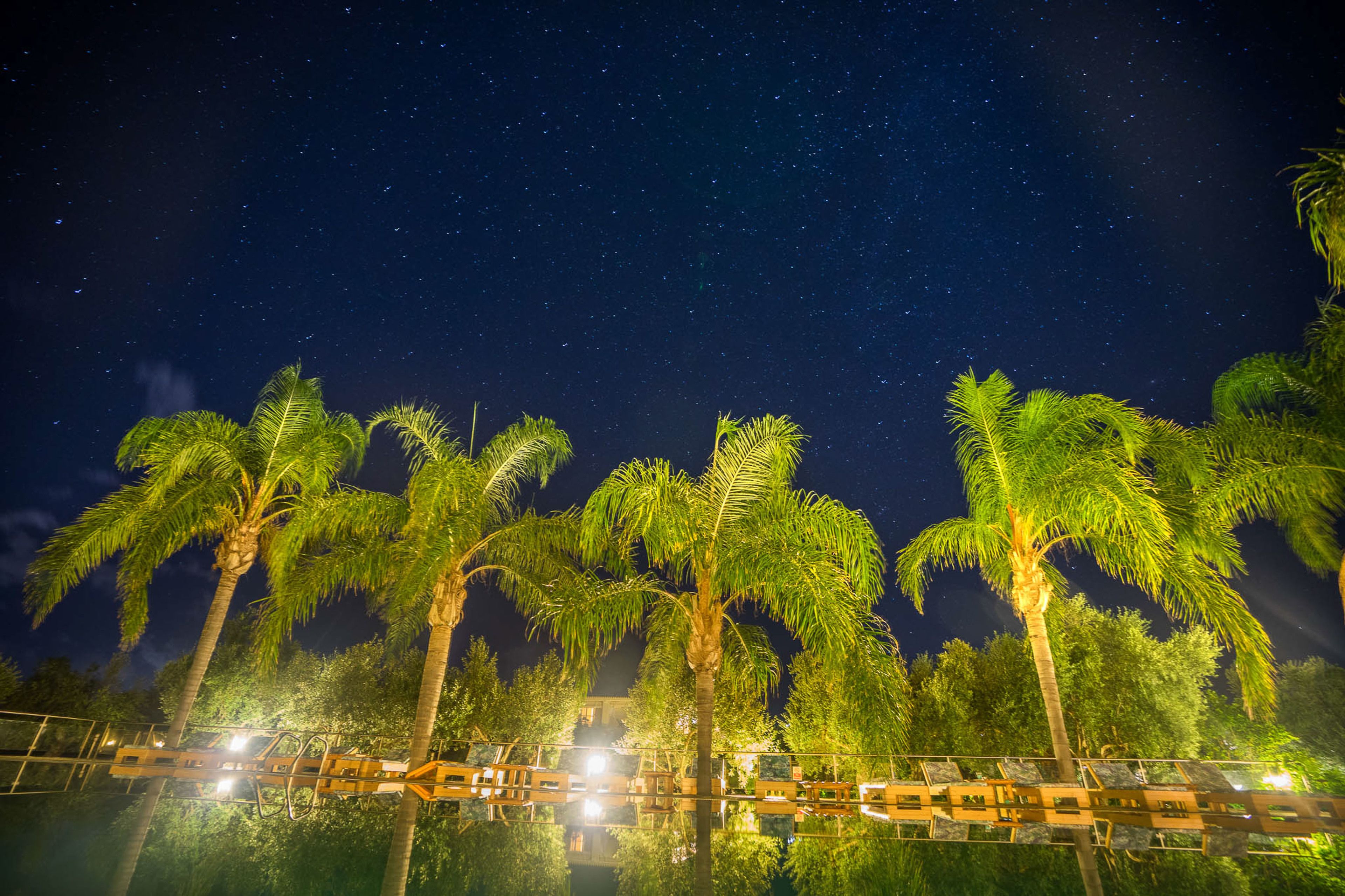 A night scene with palm trees and a starry sky.