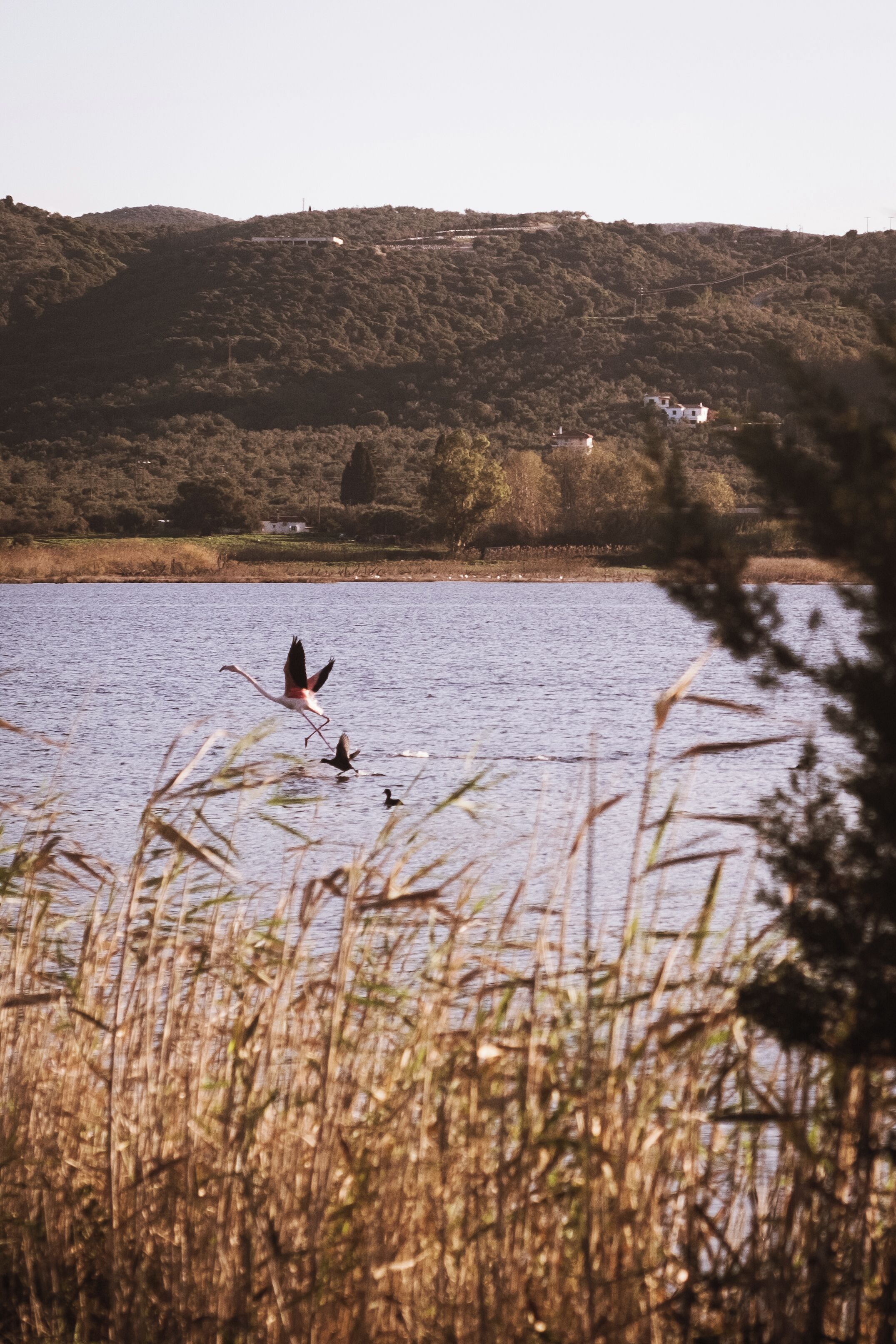 A lake with reeds in the foreground, a bird flying over the water, and a hill with buildings in the background.