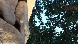 Un mur en pierre, une piscine et un espace patio agrémenté de plantes et de chaises.