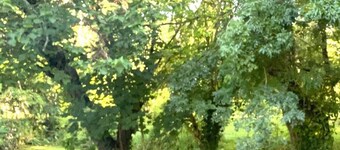 Cottage on large plot