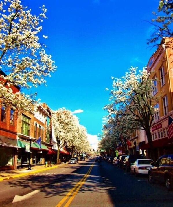A street lined with buildings and trees with white blossoms.