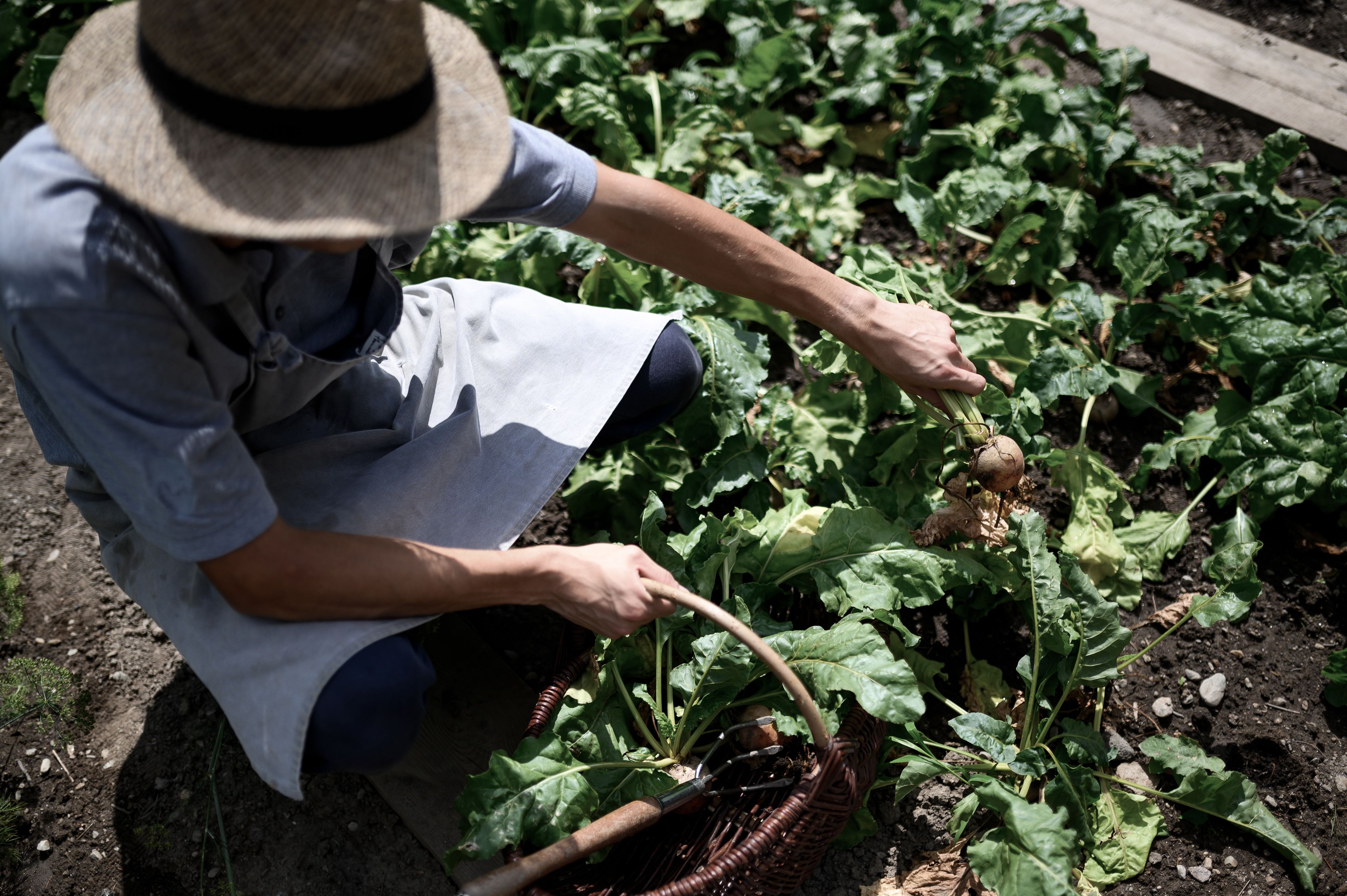 A person harvesting vegetables in a garden.