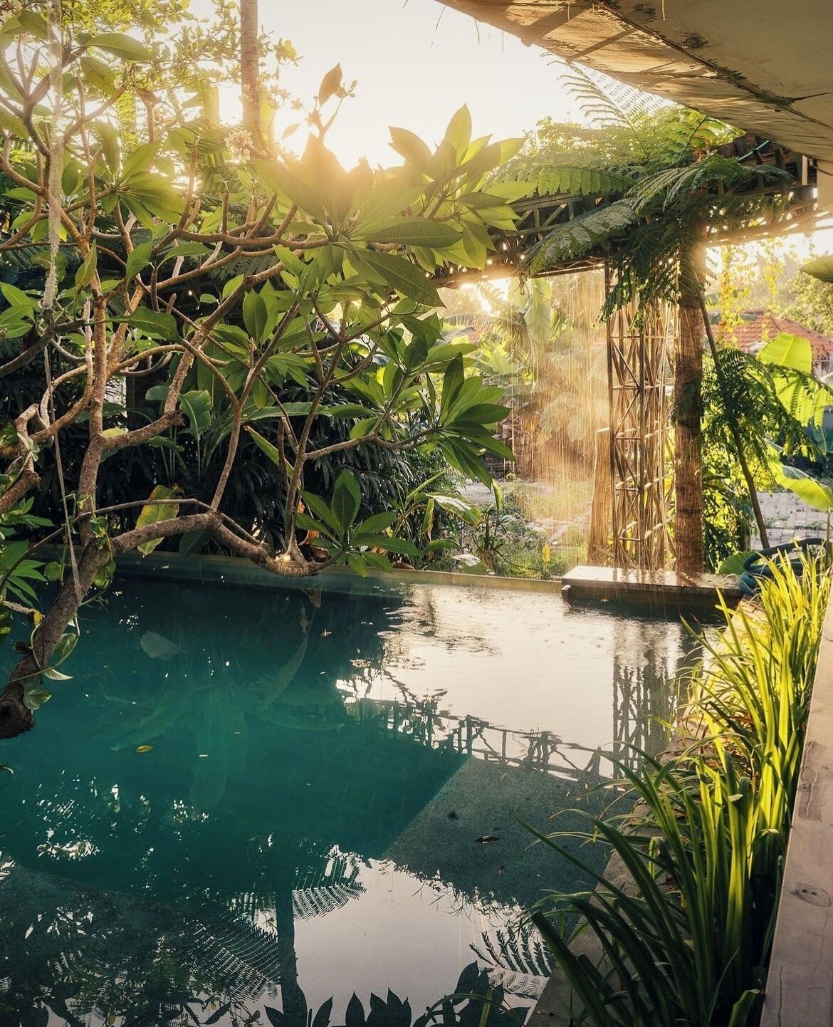 A tranquil indoor pool area with lush greenery and a bamboo structure.